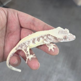 릴리 세이블 100%헷아잔틱