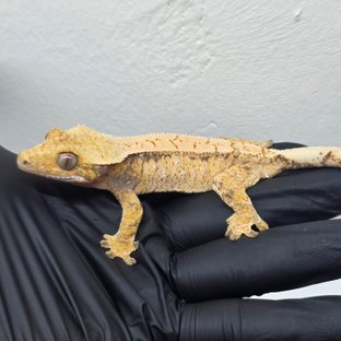 레이지 드리피 화이트스팟