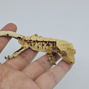 트라이
