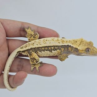 트라이
