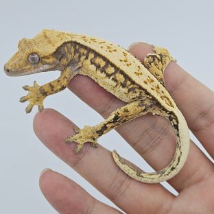트라이