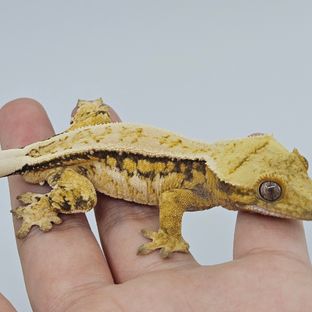 트라이