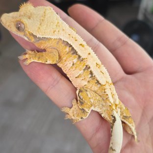 레이지 트라이 드리피 화이트스팟