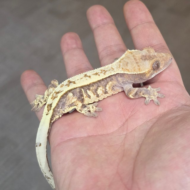 풀핀 트라이 카푸치노