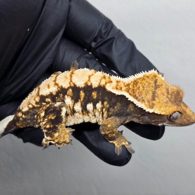 트라이 익스트림할리퀸 화이트핀