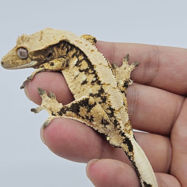 트라이
