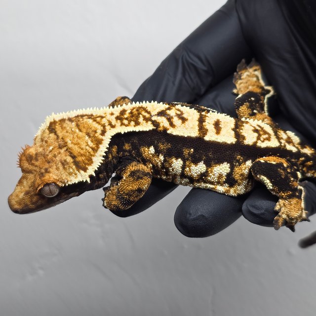 트라이 익스트림할리퀸 화이트핀