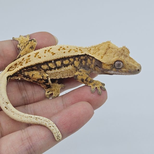 트라이