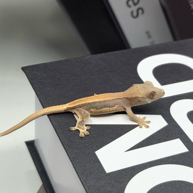 솔리드백 릴리100%헷아잔틱