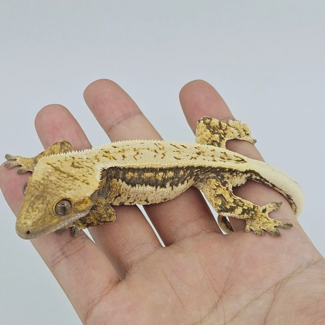 트라이