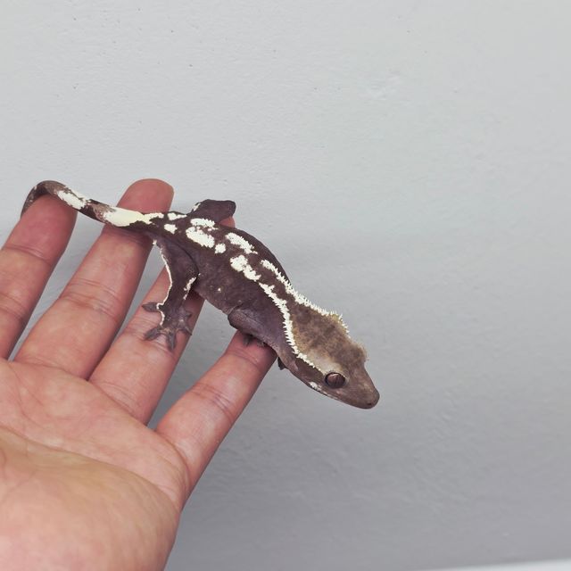 화이트핀 아잔틱