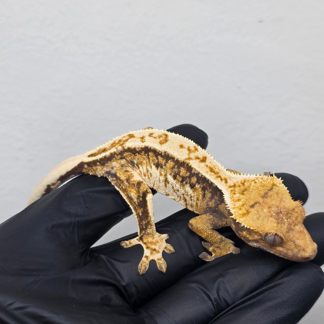 화이트핀 핀스트라이프 드리피 트라이