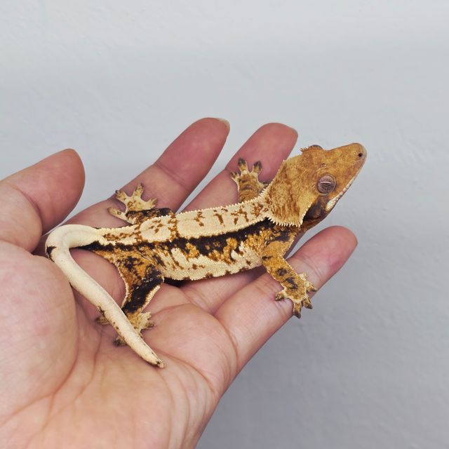 트라이