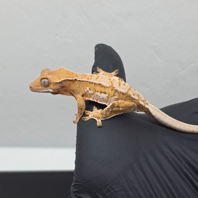 레이지 바브 트라이