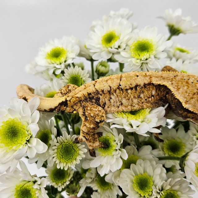 트라이 레이지