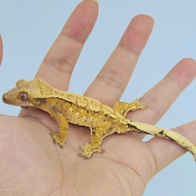 레이지 트라이