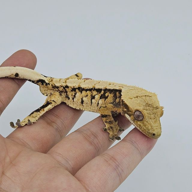 트라이