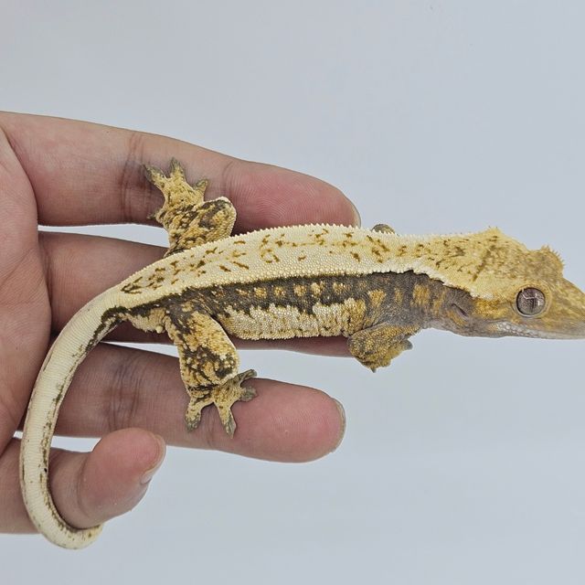 트라이