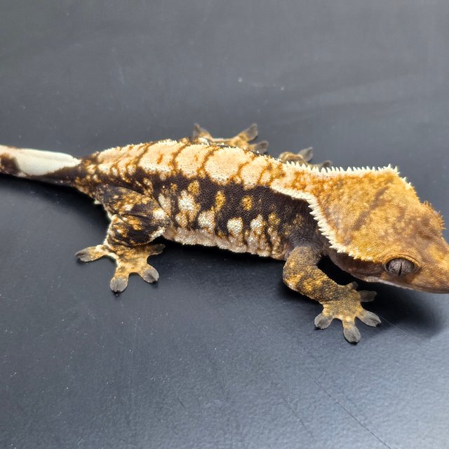 트라이 익스트림할리퀸 화이트핀