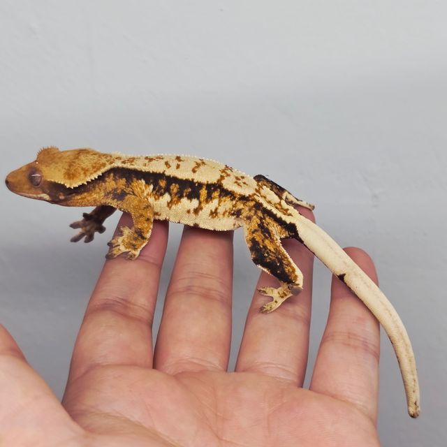 트라이