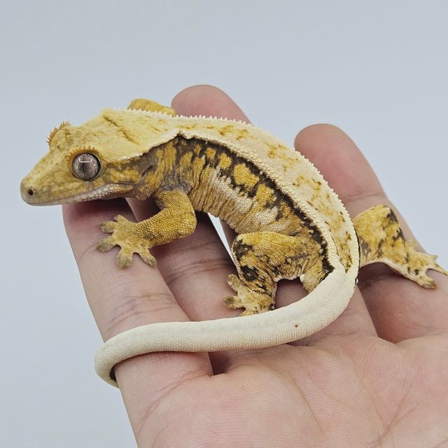 트라이
