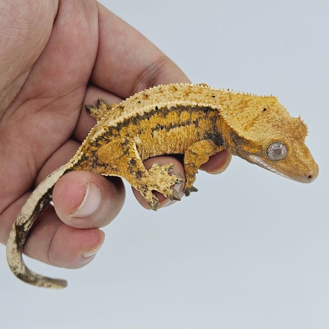 트라이