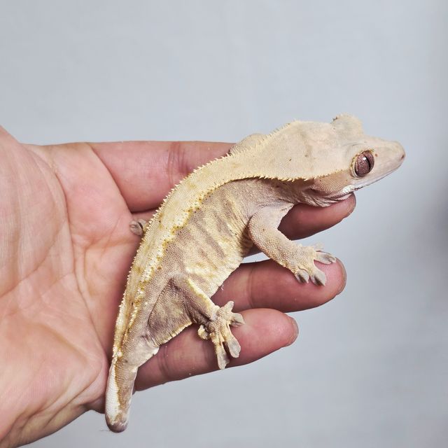 트라이