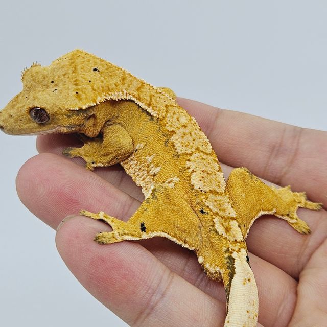 트라이