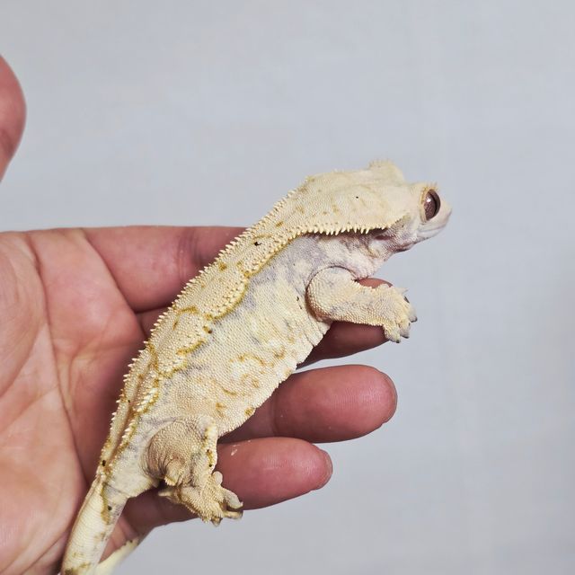 트라이