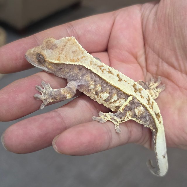 풀핀 트라이 카푸치노