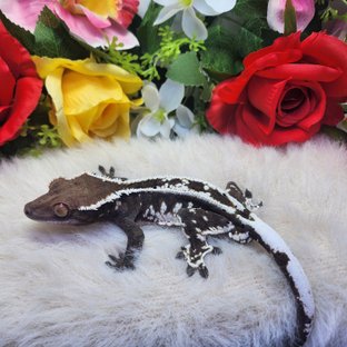 카푸치노 핀스트라이프 화이트스팟 화이트핀