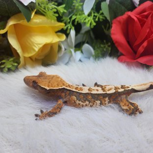 트라이 익스트림할리퀸 핀스트라이프 텐저린