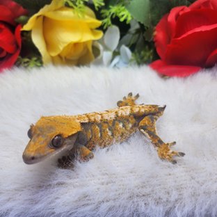 트라이 익스트림할리퀸 텐저린