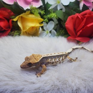 쿼드 익스트림할리퀸