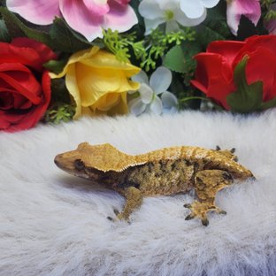 트라이 익스트림할리퀸 텐저린