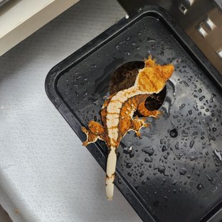 파이로