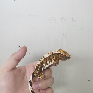 프라임