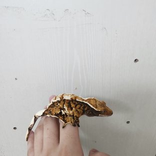 2호