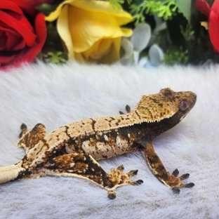 트라이 익스트림할리퀸 화이트스팟