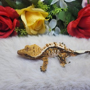 트라이 익스트림할리퀸 텐저린