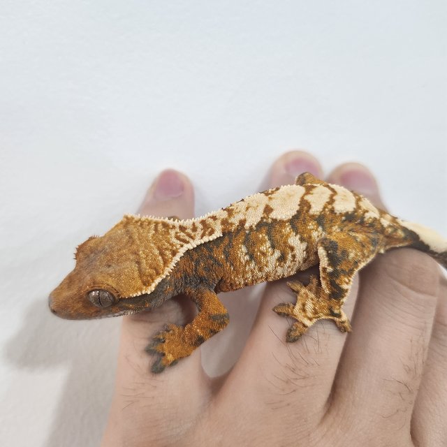 트라이 익스트림할리퀸 텐저린