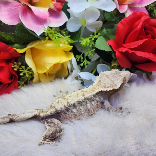 트라이 익스트림할리퀸 화이트스팟