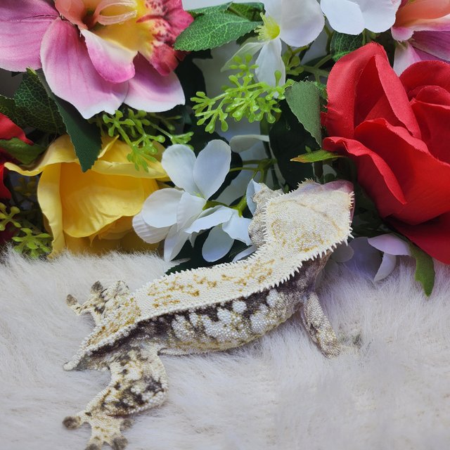 화이트스팟 익스트림할리퀸 화이트포트홀