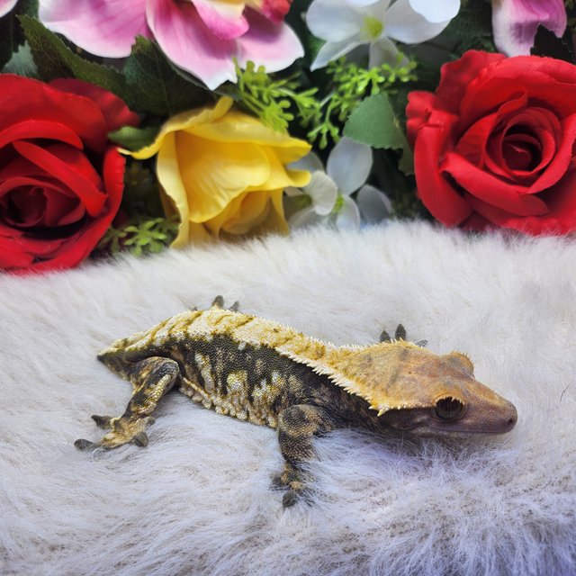 트라이 익스트림할리퀸