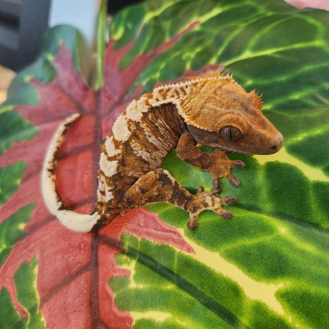 트라이 익스트림할리퀸 텐저린