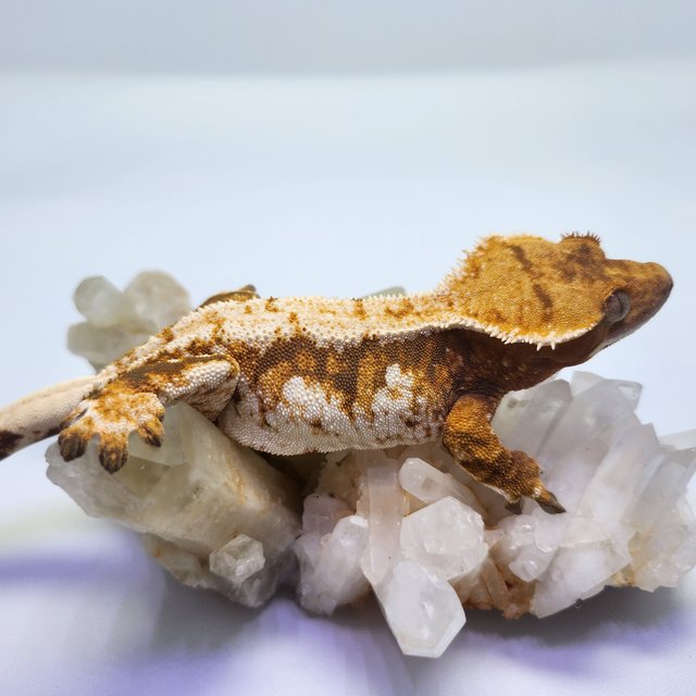 트라이 익스트림할리퀸 텐저린 레드