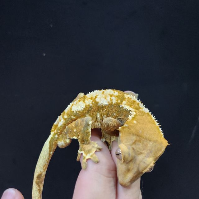 바브 트라이 익스트림할리퀸