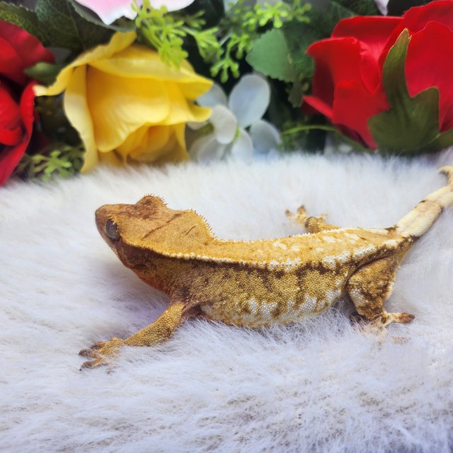 레드 화이트스팟 익스트림할리퀸