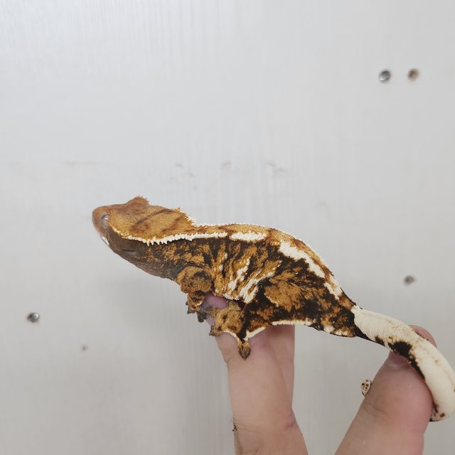 트라이 익스트림할리퀸 텐저린