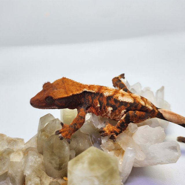 트라이 익스트림할리퀸 텐저린